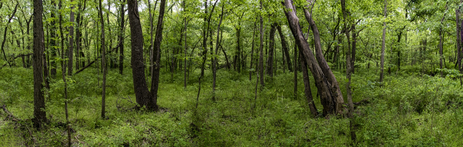 Dense green hedge forest